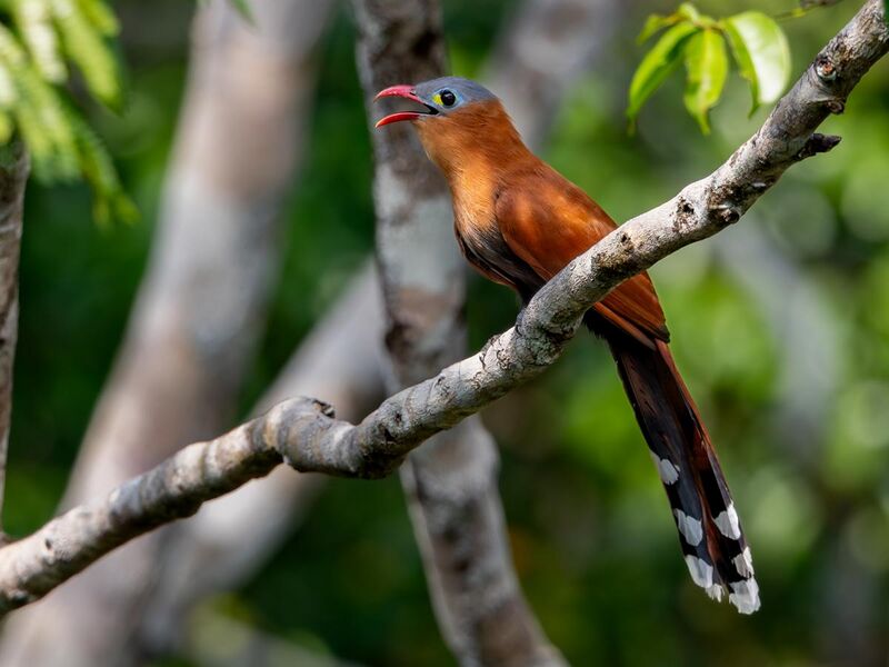 File:Piaya melanogaster Black-bellied Cuckoo; ZF Canopy Tower, Manaus, Amazonas, Brazil (cropped).jpg