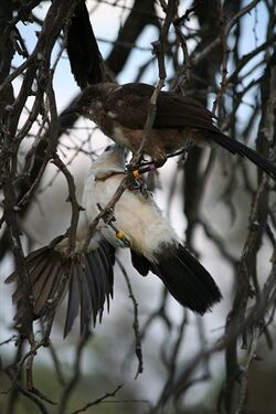 Pied babblers playing.jpg