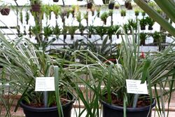 Pitcairnia calderonii - Botanischer Garten - Heidelberg, Germany - DSC01225.jpg