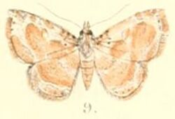Pl.6-09-Zurobata reticulata (Moore 1882) (Selenis).JPG
