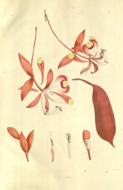 Plantae Asiaticae Rariores - volume 1 - plate 002 - Amherstia nobilis.jpg