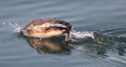 The backside of a bird that is diving into water.