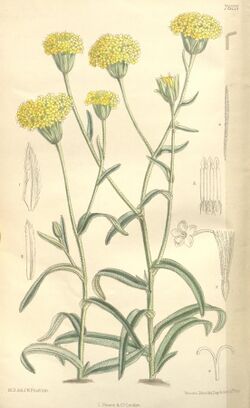 Podotheca chrysantha (Steetz) Benth. 11037.jpg