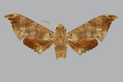 Polyptychus enodia BMNHE270615 male up.jpg