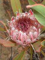 Protea lorifolia 18870385.jpg
