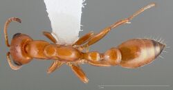 Pseudomyrmex apache casent0005440 dorsal 1.jpg