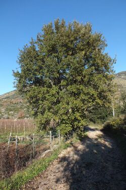 Quercus crenata.jpg
