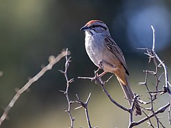 Rhynchospiza strigiceps Chaco Sparrow; Chancaní natural Reserve, Córdoba, Argentina.jpg