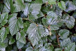 Rubus tricolor - UBC Botanical Garden - Vancouver, Canada - DSC07737.jpg