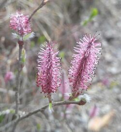 Salix saxatilis.jpg