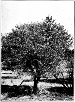 Sandalwood in Primer of Forestry Poole 1922.png