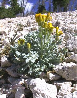 Senecio musiniensis TPrendusi lg.jpg