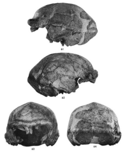 Sinanthropus Skull XI.png