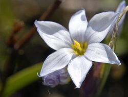 Sisyrinchium albidum 3.jpg