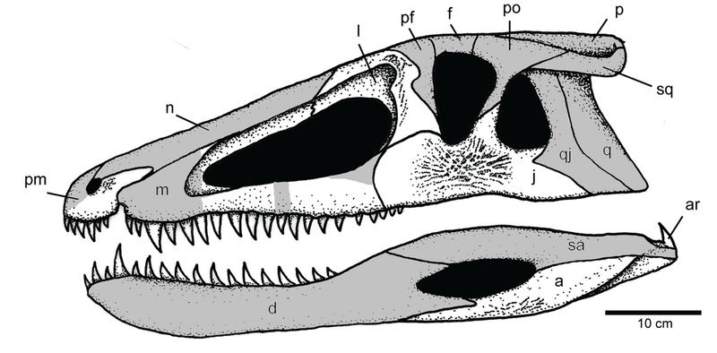 File:Skeletal reconstruction of Carnufex cropped.png