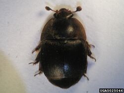 Small hive beetle.jpg