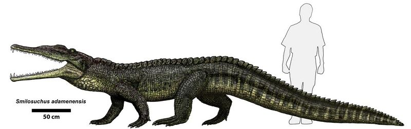 File:Smilosuchus adamanensis.jpg