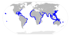 Sphyrna lewini distribution map.svg