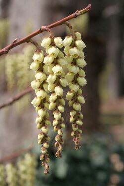 Stachyurus praecox.JPG