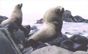 Steller sea lions (Eumetopias jubatus) on rocks.jpg