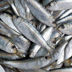 Tawilis (Sardinella tawilis), an endemic fish that can only be found in Taal Lake.jpg