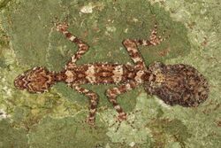 The Cape Melville Leaf-tailed Gecko (Saltuarius eximius). Photo by Conrad Hoskin.jpg