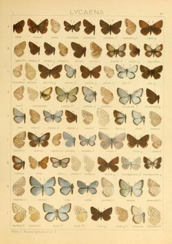 The Macrolepidoptera of the world (Taf. 80) (8145301924).jpg