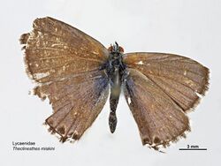 Theclinesthes miskini dorsal.jpg