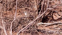 Thick-billed Grasswren.jpg