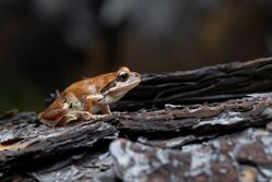 Whistling Tree Frog 4431.jpg