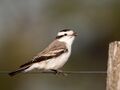 Xolmis coronatus - Black-crowned Monjita; San Javier, Río Negro, Uruguay.jpg