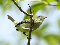 Zimmerius chicomendesi - Chico's Tyrannulet.jpg