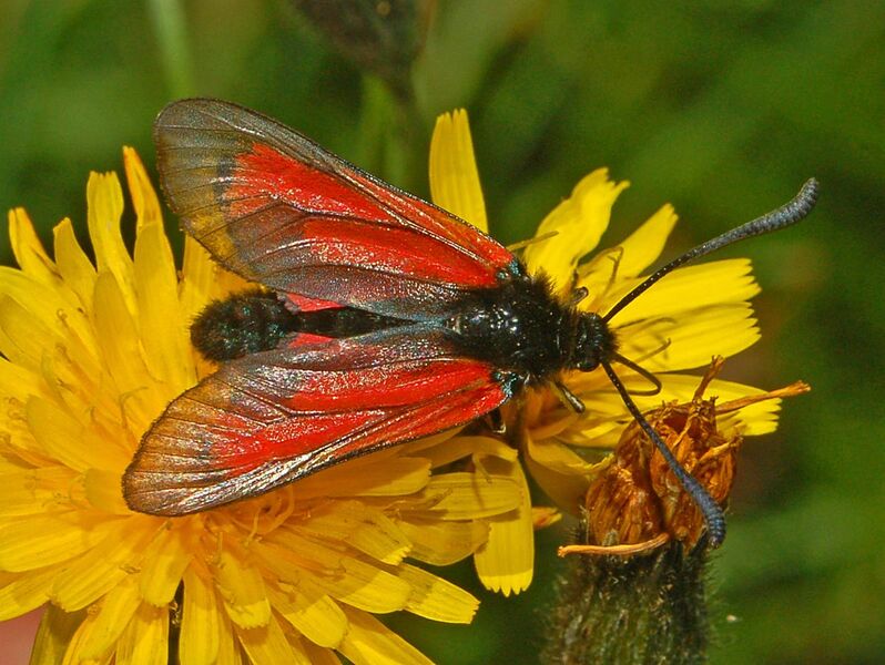 File:Zygaenidae - Zygaena purpuralis.JPG