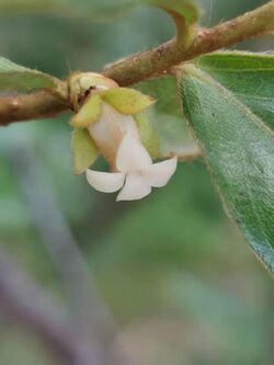 烏材（軟毛柿）Diospyros eriantha 20210708124326 06.jpg