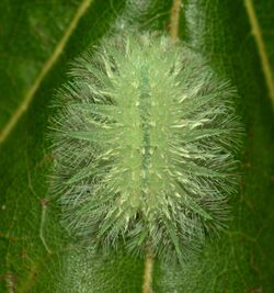 - 4675 – Isochaetes beutenmuelleri – Spun Glass Slug Moth caterpillar (44311690911).jpg