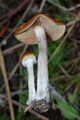 2012-12-05 Psilocybe cyanescens Wakef 290269.jpg