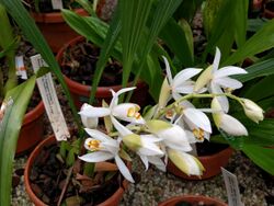 20220605 Hortus Botanicus - Coelogyne hirtella.jpg