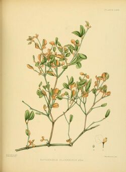 A hand-book to the flora of Ceylon (Plate LXXX) (6430660073).jpg