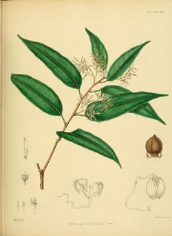 A hand-book to the flora of Ceylon (Plate XIII) (6430635839).jpg
