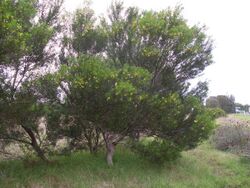 Acacia uncifolia (3589077582).jpg