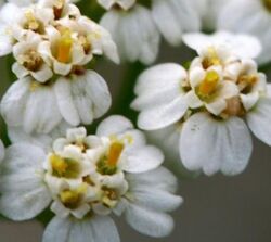 Achillea millefolium ENBLA03.jpg