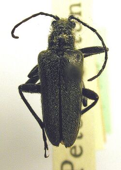 Acmaeops smaragdulus.jpg