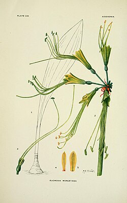 Addisonia - colored illustrations and popular descriptions of plants (1916-(1964)) (16152836663).jpg
