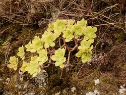 Aeonium goochiae