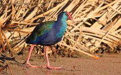 African Purple Swamphen.jpg