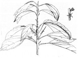 Alchorneopsis portoricensis.jpg