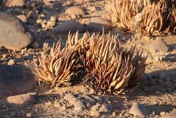 Aloe argenticauda.jpg