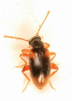 Ant-like Leaf Beetle - Zonantes fasciatus, Woodbridge, Virginia.jpg