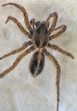 Artoriopsis expolita.jpg