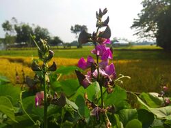 Bean Flower in Bangladesh.jpg